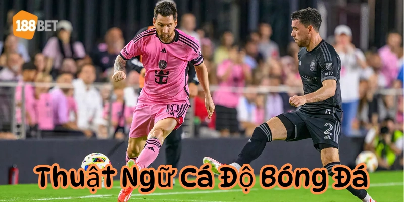 Lời khuyên cho tân thủ